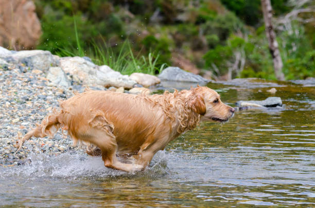 istock golden retriever running fast in the water 944708026