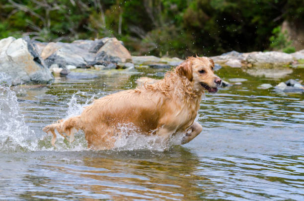 istock golden retriever running fast in the water 944708028