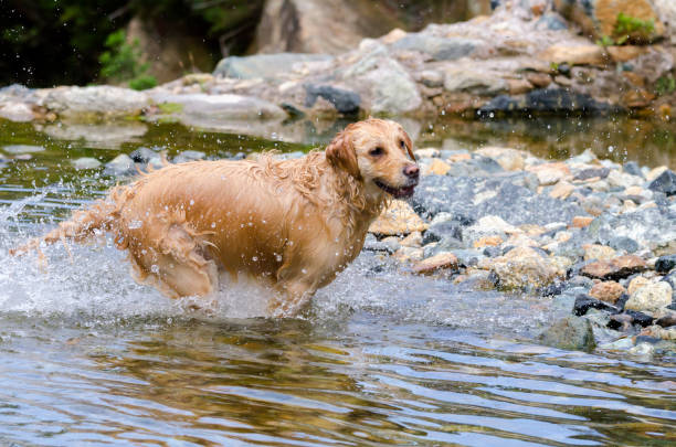 istock golden retriever running fast in the water 944708036