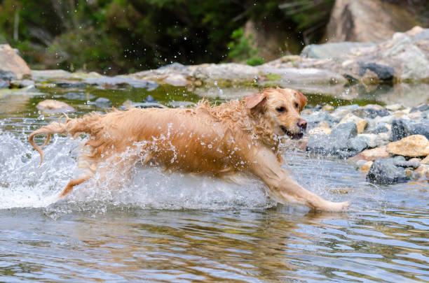 istock golden retriever running fast in the water 944708040