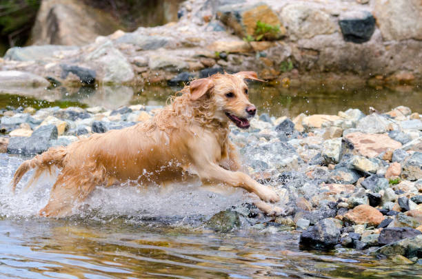 istock golden retriever running fast in the water 944708058