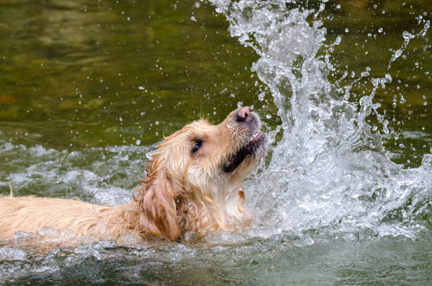 istock golden retriever running fast in the water 944708074