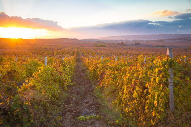 istock Gorgeous sunset over beautiful green vines 944708132