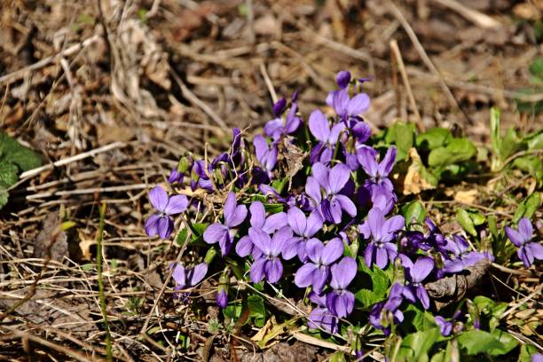 istock flowering violets in the forest 944709818