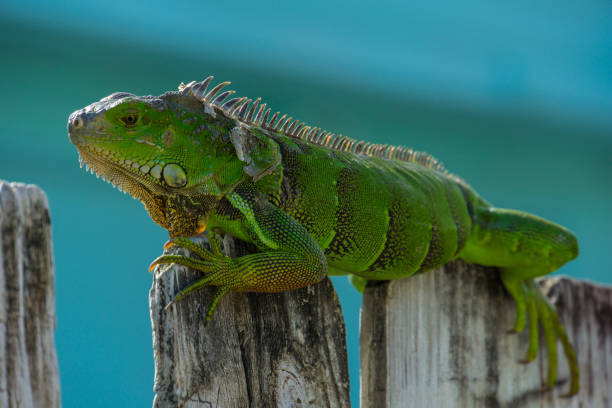 USA, Florida, Huge green adult reptile lizard, Iguana sitting on wooden fence stock photo