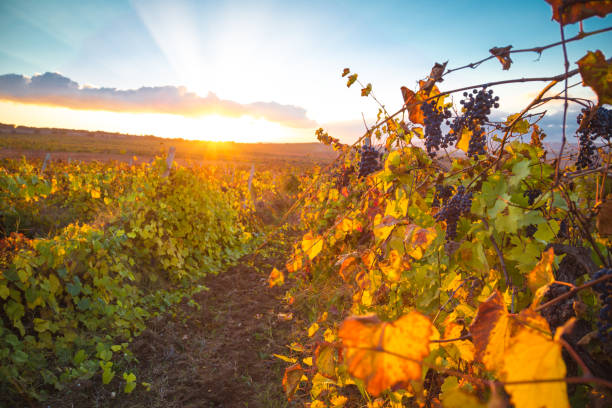 istock Gorgeous sunset over beautiful green vines 944711078