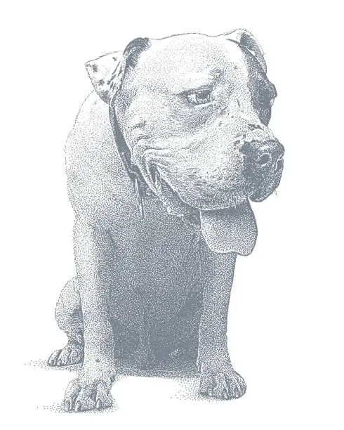 Vector illustration of Young male Pit Bull Terrier dog with guilty expression