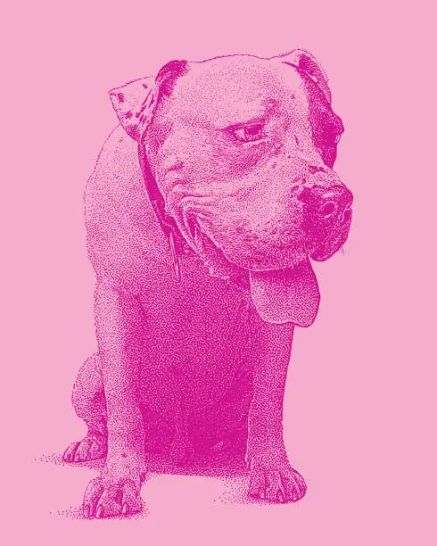 Vector illustration of Young male Pit Bull Terrier dog with guilty expression