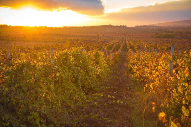 istock Gorgeous sunset over beautiful green vines 944711668
