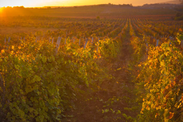 istock Gorgeous sunset over beautiful green vines 944711966