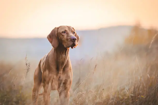 Photo of Hungarian hound pointer vizsla dog in autumn time in the field