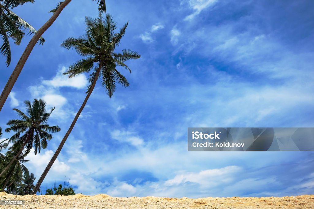 Phong Cảnh Bãi Biển Với Cây Dừa Và Bầu Trời Xanh Hình ảnh Sẵn có - Tải  xuống Hình ảnh Ngay bây giờ - Bahamas, Biển, Bãi biển - iStock
