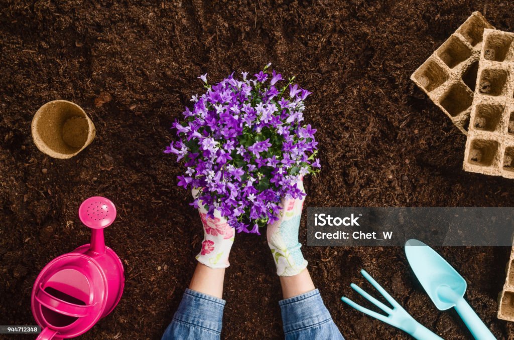 Planter une plante vue supérieure de la texture de fond sol de jardin - Photo de Fleur - Flore libre de droits