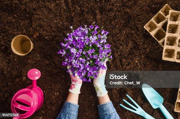 Photo libre de droit de Planter Une Plante Vue Supérieure De La Texture De Fond Sol De Jardin banque d'images et plus d'images libres de droit de Fleur - Flore