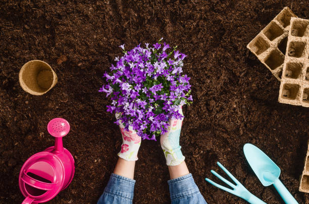 Planting a plant on garden soil texture background top view Planting a plant with gardening tools on fertile soil texture background seen from above, top view. Gardening or planting concept. Working in the spring garden. plant fertilizer stock pictures, royalty-free photos & images