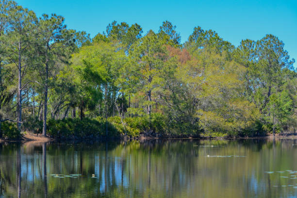 istock Lake in Flatwoods Park Hillsborough county, Florida 944715464