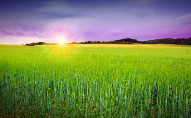 istock Sunset on green barley field 944715898