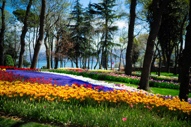 istock Tulip garden among the trees 944721898