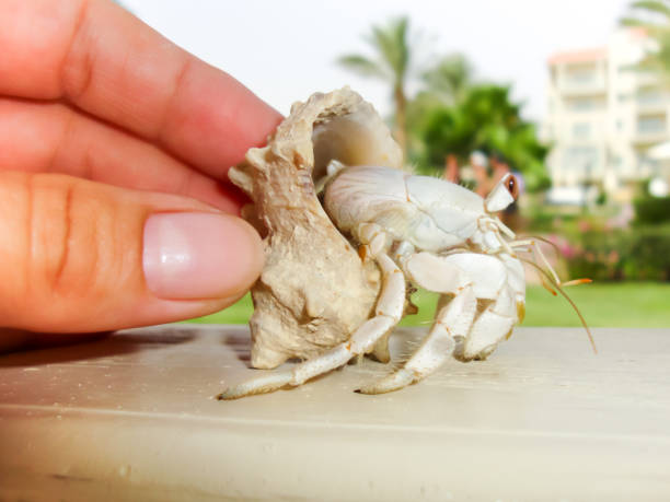 istock Female hand holding a hermit crab on blurred resort hotel background. 944722174