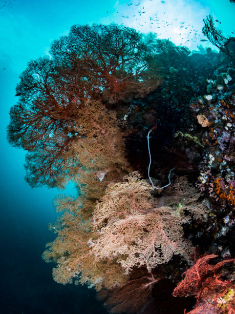 istock Soft Coral, Seafan, dark background 944722434