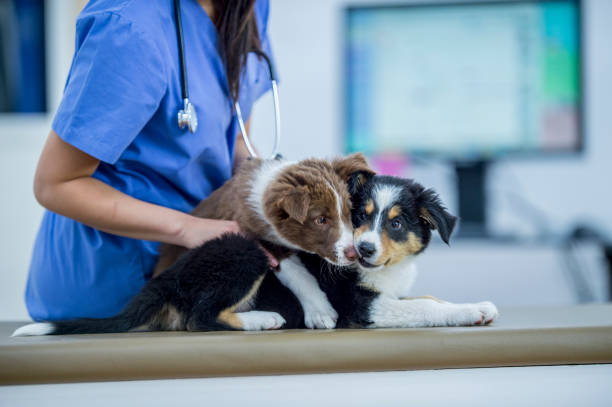 istock Cute puppies play at the vet 944722972