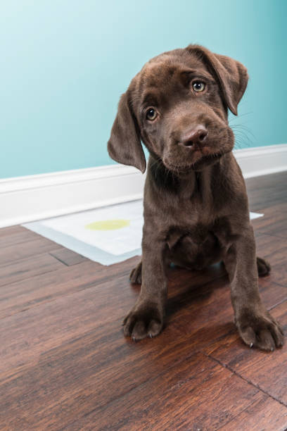 istock Who is a good puppy for using the training pad? - 8 weeks old 944723642