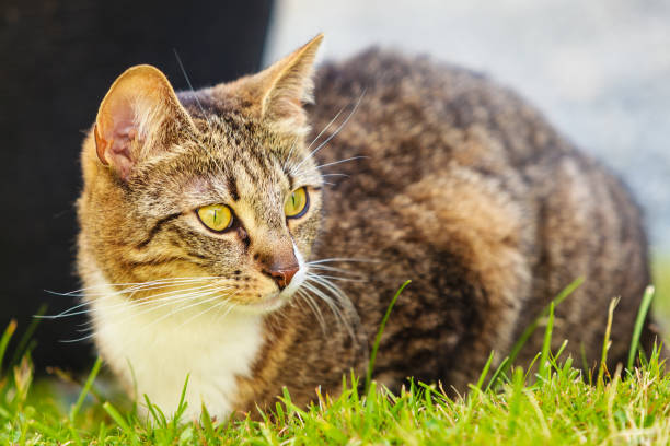 istock cat enjoying himself outdoor 944724186