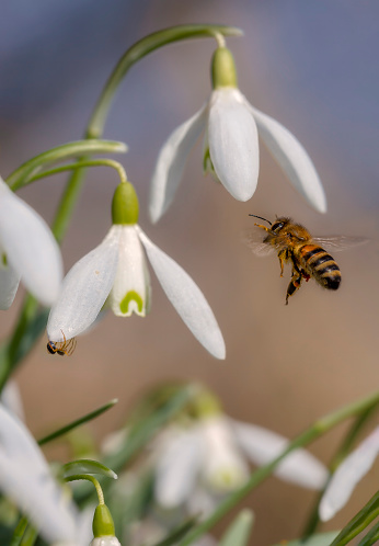 Snowdrops flower with a flying bee and spider, a spring message,