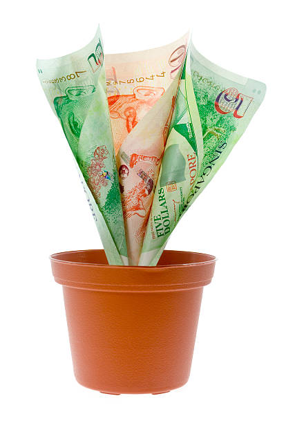 istock Singapore money plant 94473007