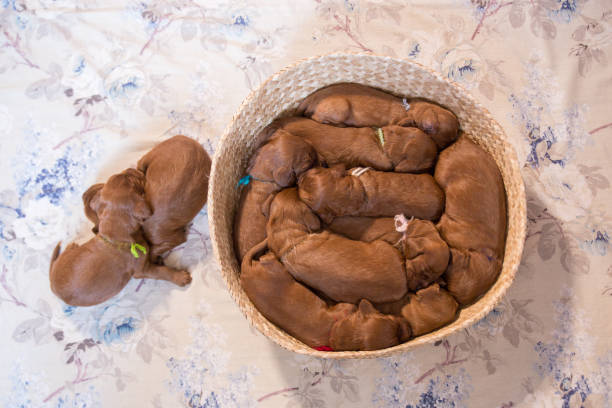 istock Lots of puppies inside the basket 944733142