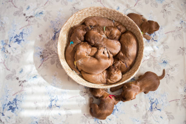 istock Lots of puppies inside the basket 944733184