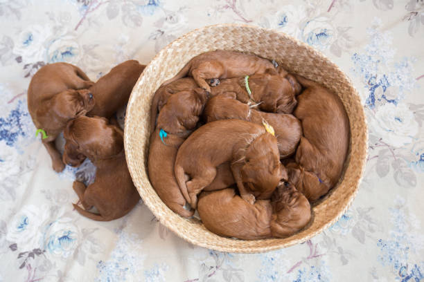 istock Lots of puppies inside the basket 944733194