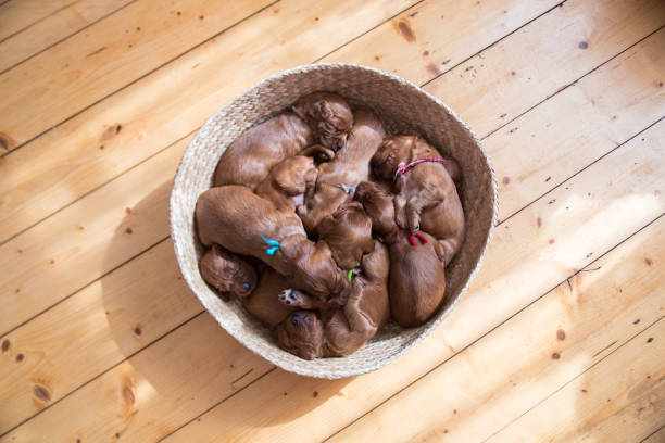 istock Lots of puppies inside the basket 944733232