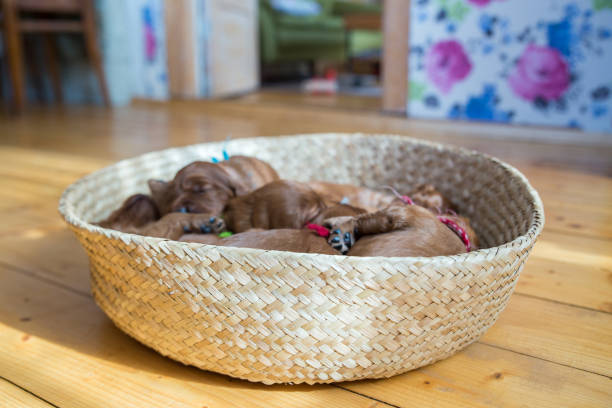 istock Lots of puppies inside the basket 944733278