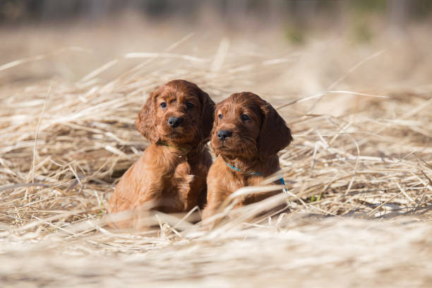 istock Two lovely puppies 944733294