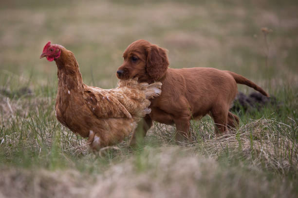 istock Puppy plays with chicken 944733332