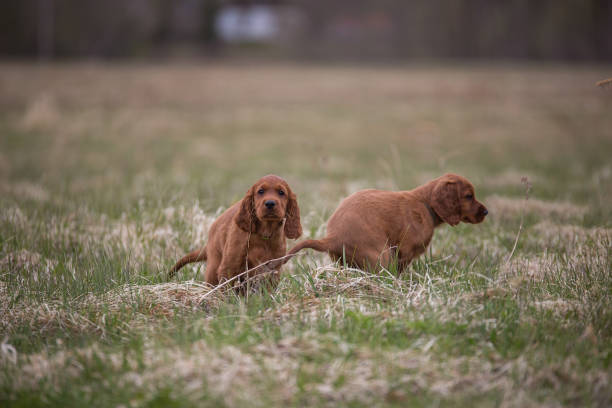 istock Puppies make their roe outdoors 944733364
