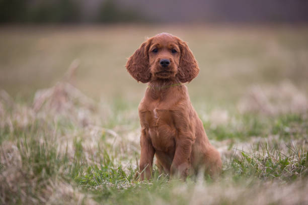 Portrait of a cute puppy Portrait of a cute puppy irish setter stock pictures, royalty-free photos & images