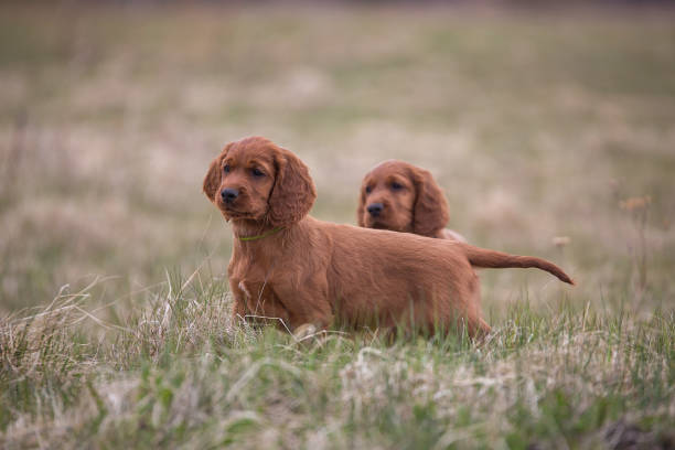 istock Two lovely puppies 944733394