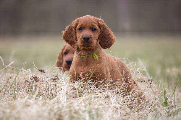 istock Two lovely puppies 944733408