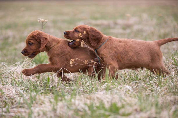 istock Two puppies are running fast 944733414
