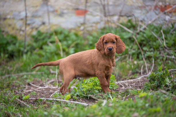 A pretty puppy is standing A pretty puppy is standing irish setter puppy stock pictures, royalty-free photos & images