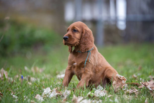 istock Portrait of a cute puppy and spring 944733470