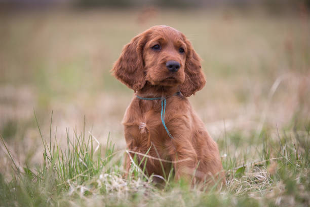 The nose of a cute puppy is muddy The nose of a cute puppy is muddy irish setter puppy stock pictures, royalty-free photos & images
