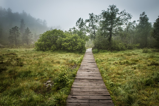 Swamp wooden path walkway to Trolltunga, Norway