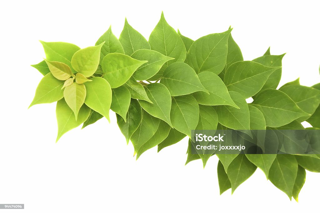 Verde folhas - Royalty-free Botânica - Ciência de plantas Foto de stock