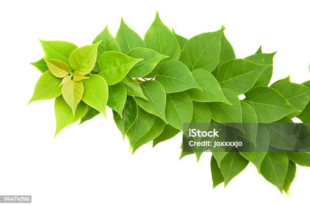 Verde Folhas - Fotografias de stock e mais imagens de Botânica - Ciência de plantas - Botânica - Ciência de plantas, Branco, Caule de planta