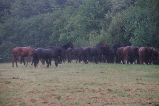 istock Horses in the rain 944741890