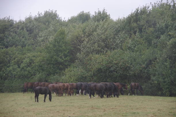 istock Horses in the rain 944741910