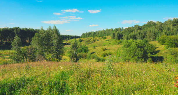 istock Green hills with growing trees.Summer landscape. 944742052